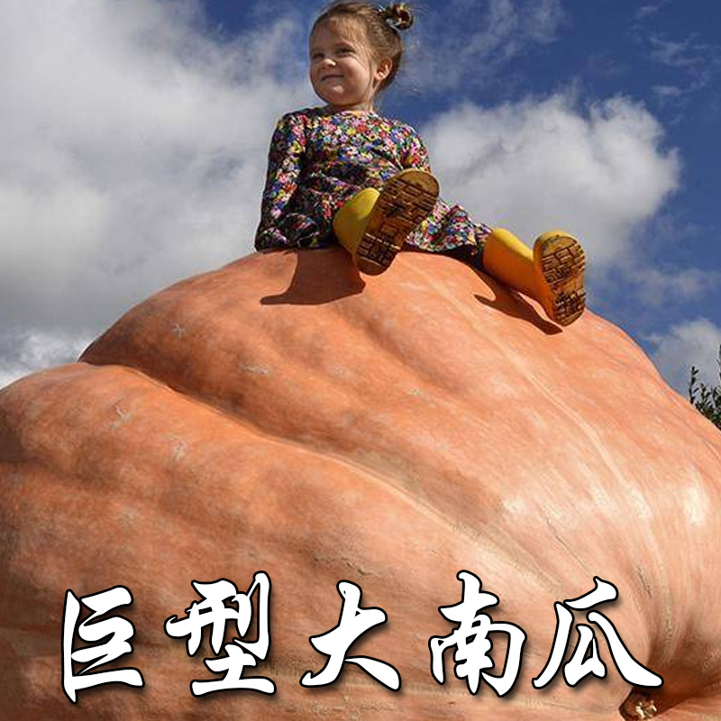 巨型南瓜种子美国巨型南瓜耐种植鲜香味美味可口易成活