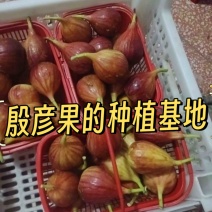 高糖高颜无花果每天大量现摘现货量大从优