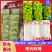 阳光玫瑰京东发货单果10g+果肉超细腻，水润甜蜜！