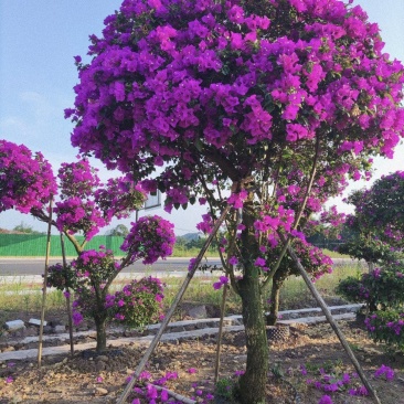 【今日推荐】紫花三角梅树桩造型可视频看货包技术服务