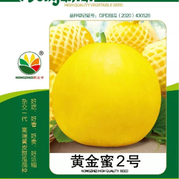 黄金蜜2号杂交丑八怪黄薄皮甜瓜梨瓜种子高产抗病早熟春夏