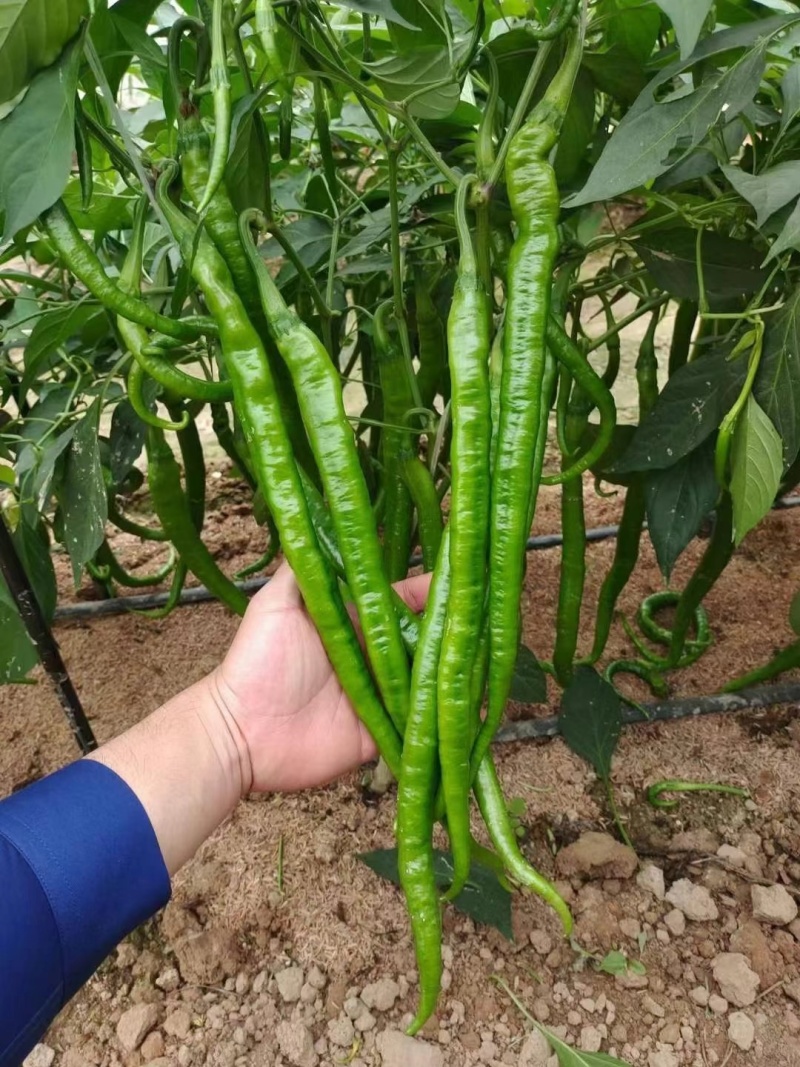 正牌苏润858特长线椒种子条椒辣椒种籽特高产抗病线椒种子