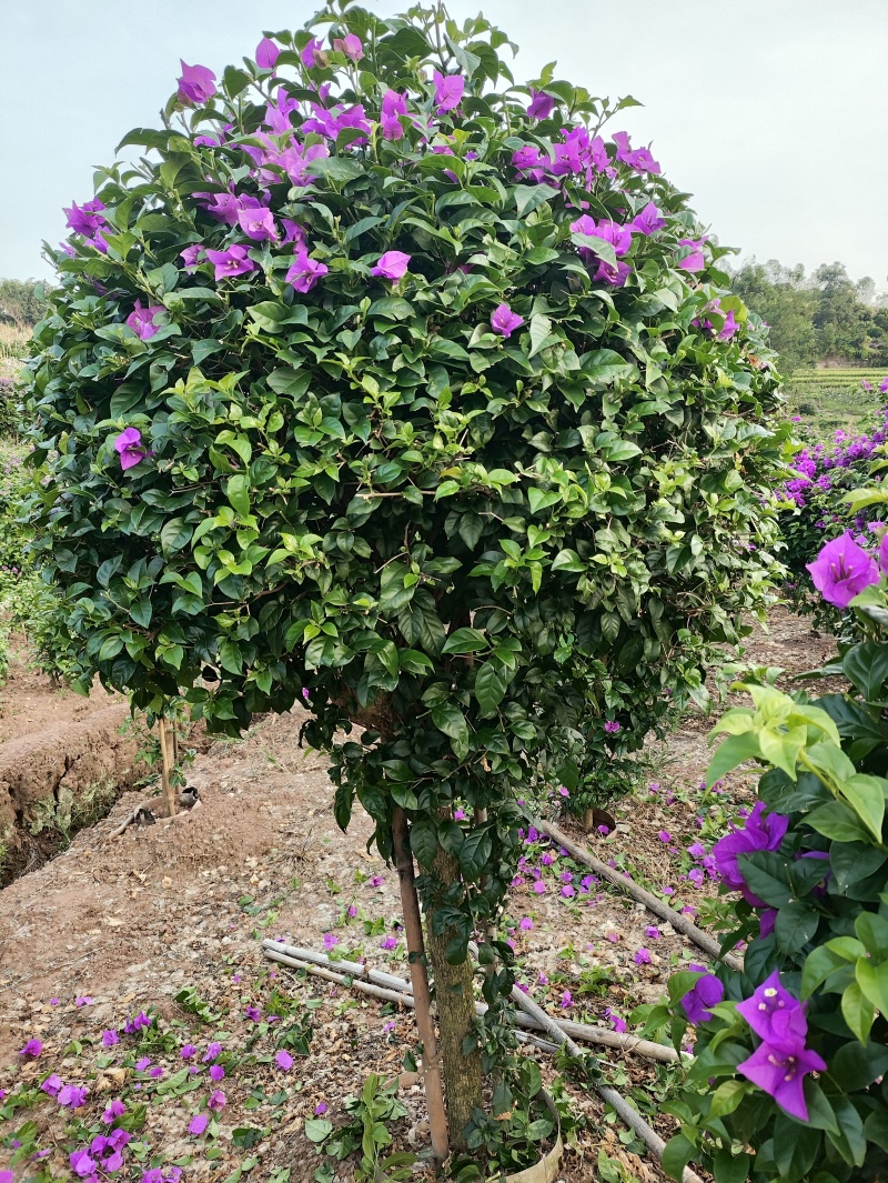 【今日推荐】紫花三角梅树桩造型可视频看货包技术服务