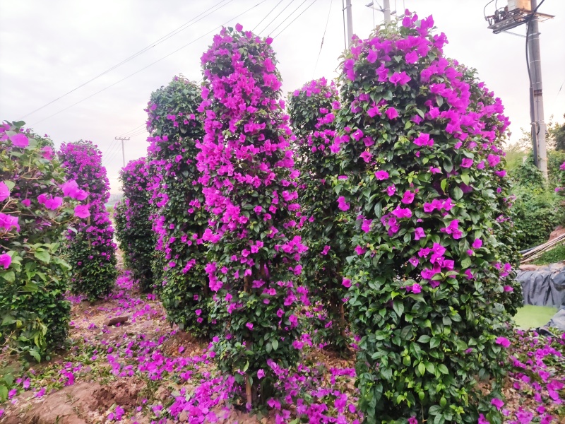 【今日推荐】紫花三角梅树桩造型可视频看货包技术服务