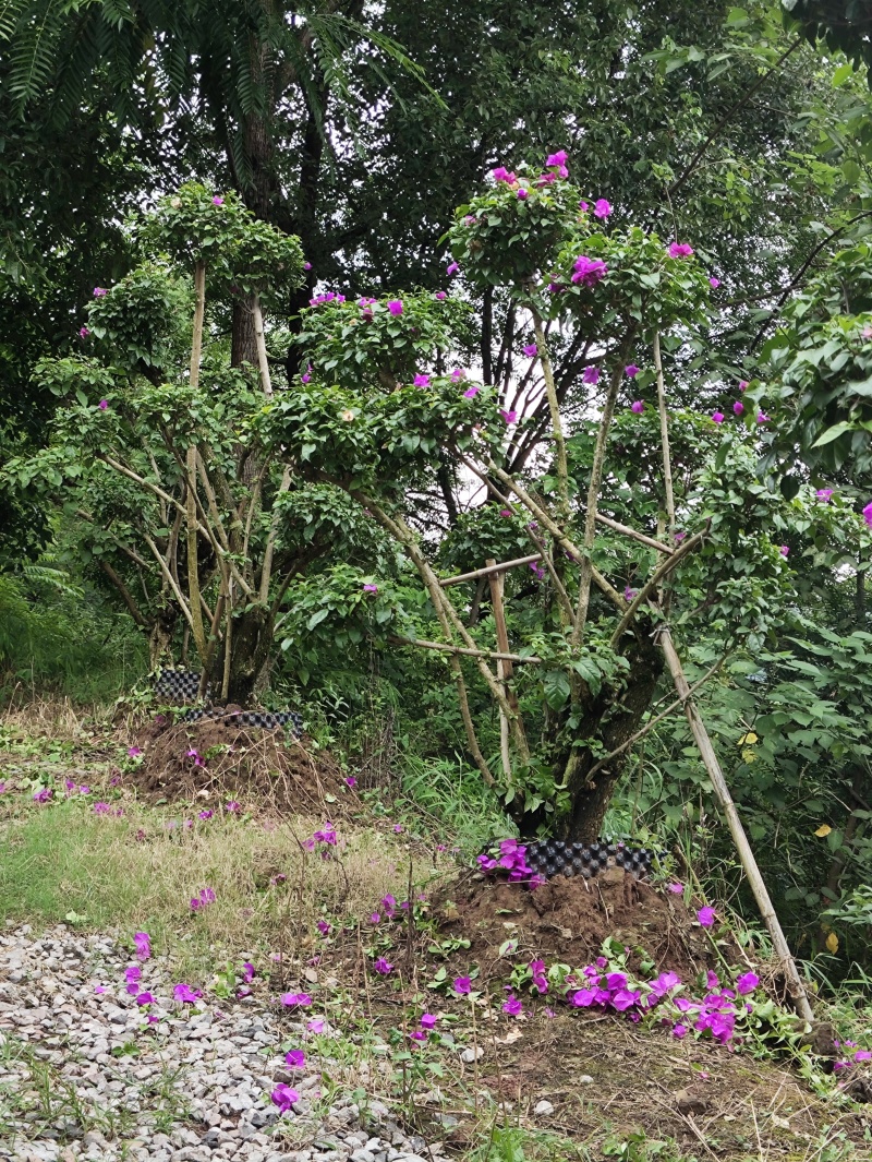 【今日推荐】紫花三角梅树桩造型可视频看货包技术服务
