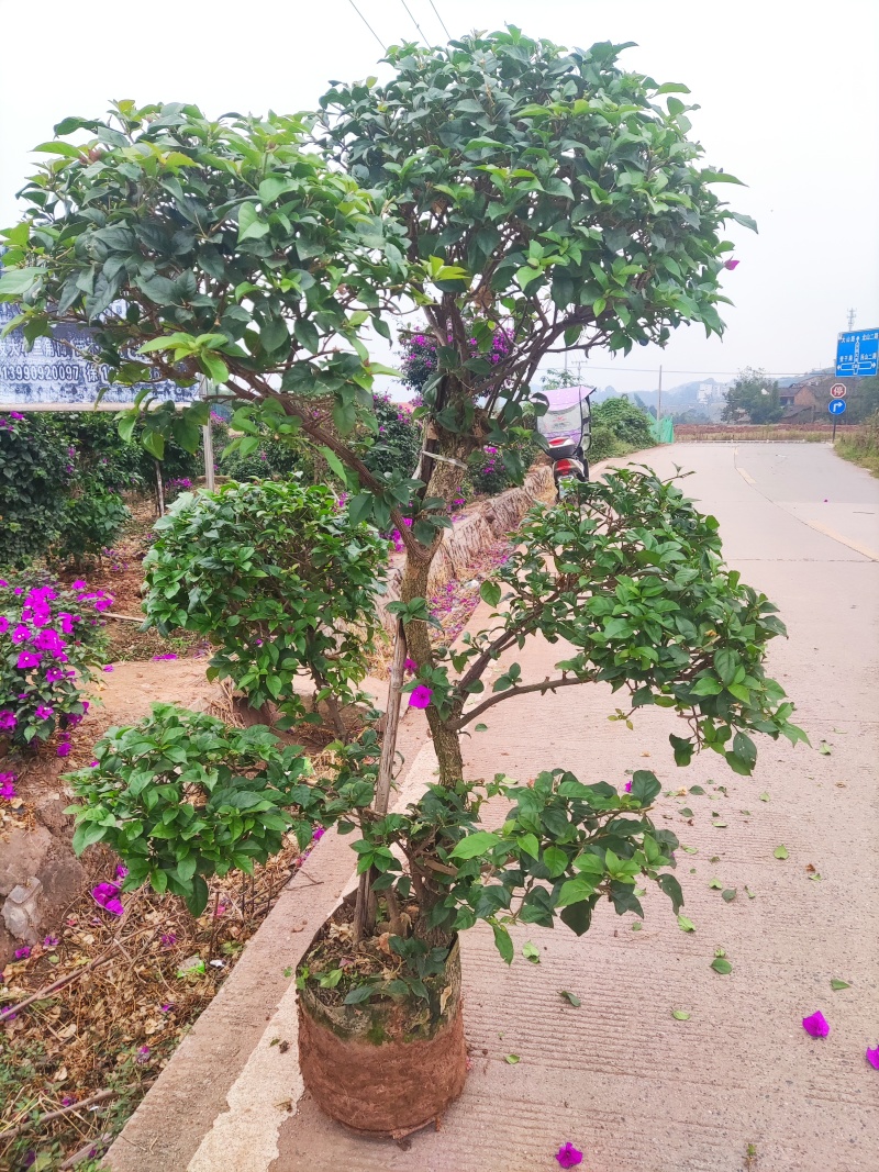 【今日推荐】紫花三角梅树桩造型可视频看货包技术服务