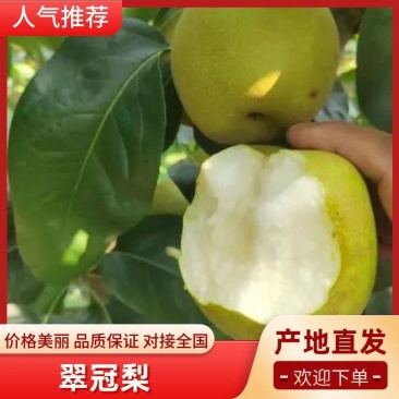 【精品】安徽翠玉梨，翠冠梨，大量上市，代发全国，诚信第一