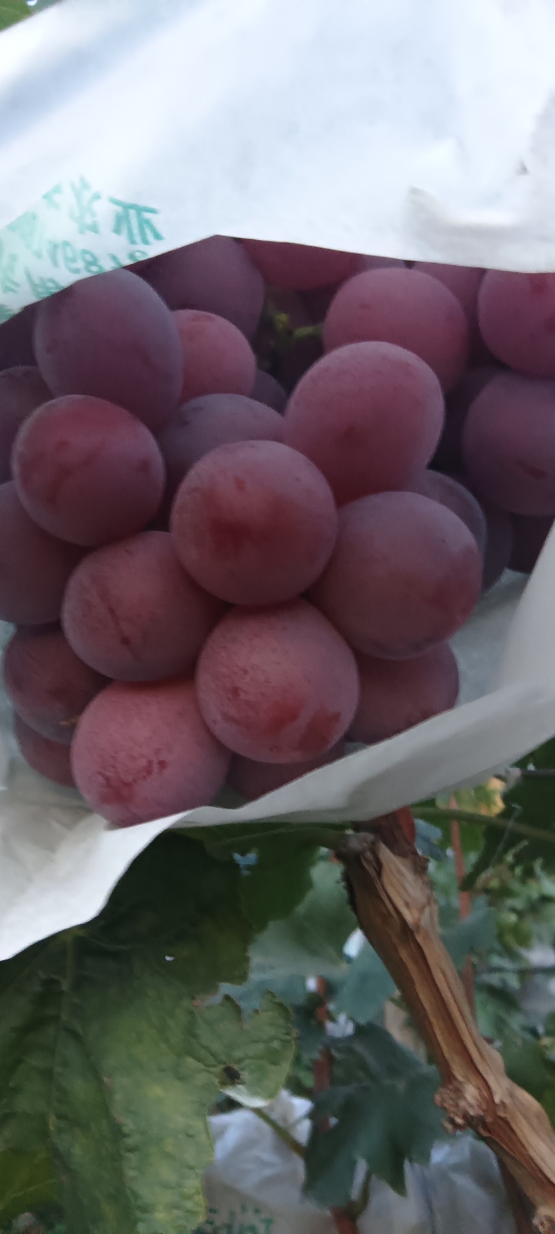 精品红提