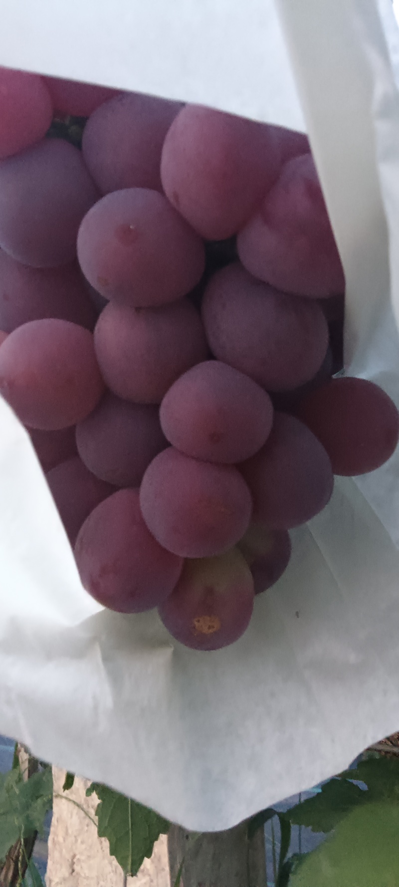 精品红提