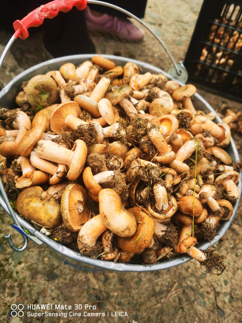 野生松树菌