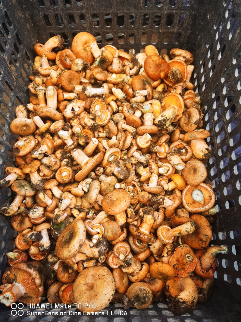 野生松树菌