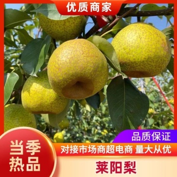 莱阳梨，产地直销大量现货，欢迎前来选购