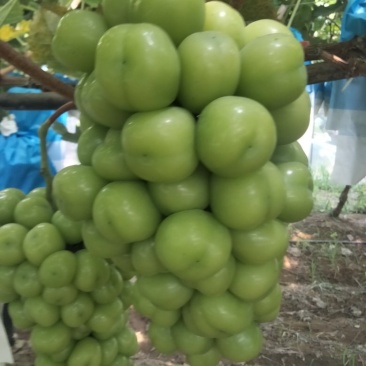 夏邑县万亩阳光玫瑰葡萄大量上市质量优品颗粒均匀香甜可口欢