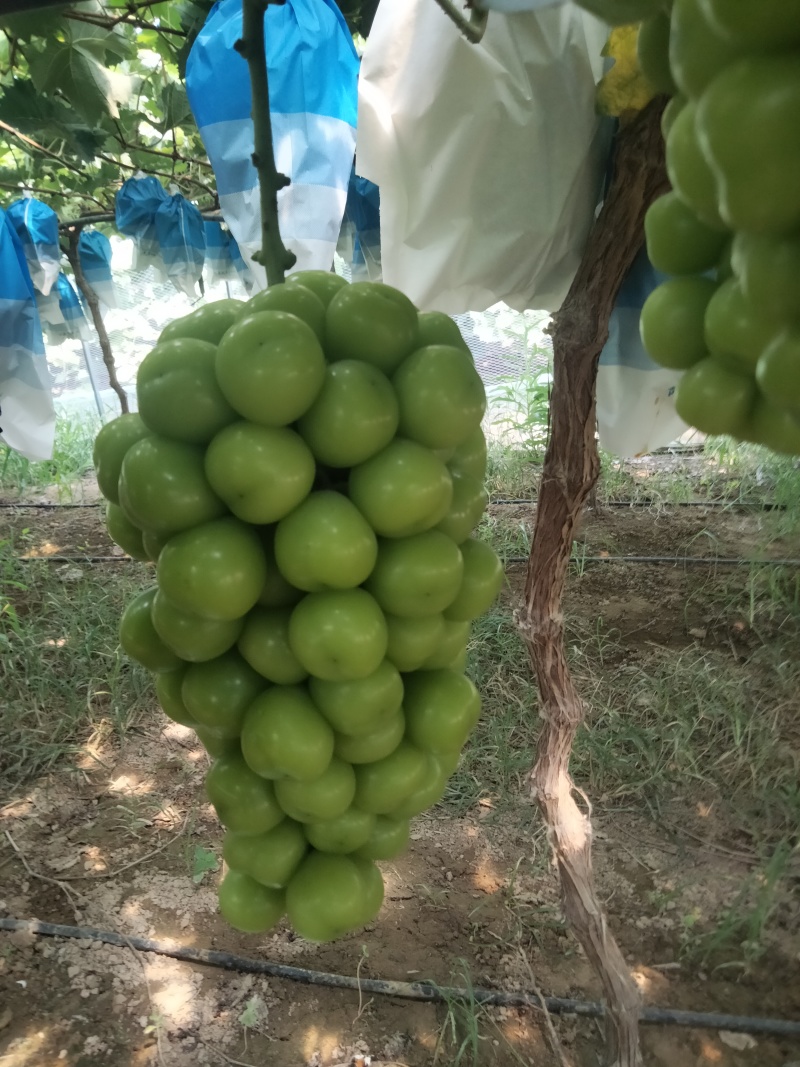 夏邑县万亩阳光玫瑰葡萄大量上市质量优品颗粒均匀香甜可口欢