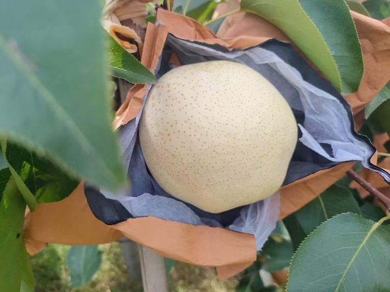 山农酥梨树苗1-3公分皮薄脆甜晚熟梨树苗