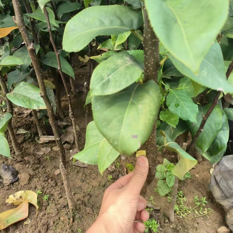 山农酥梨树苗1-3公分皮薄脆甜晚熟梨树苗