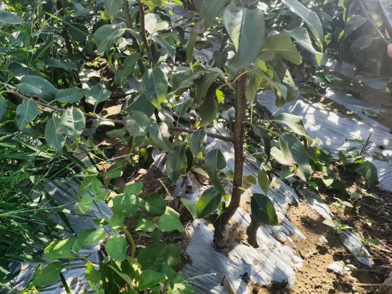 山农酥梨树苗1-3公分皮薄脆甜晚熟梨树苗