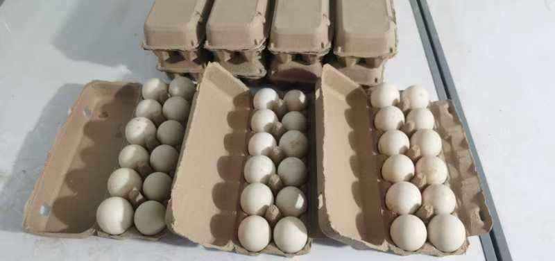 【精选】非洲雁蛋林间散养品质保证一手货源对接电商