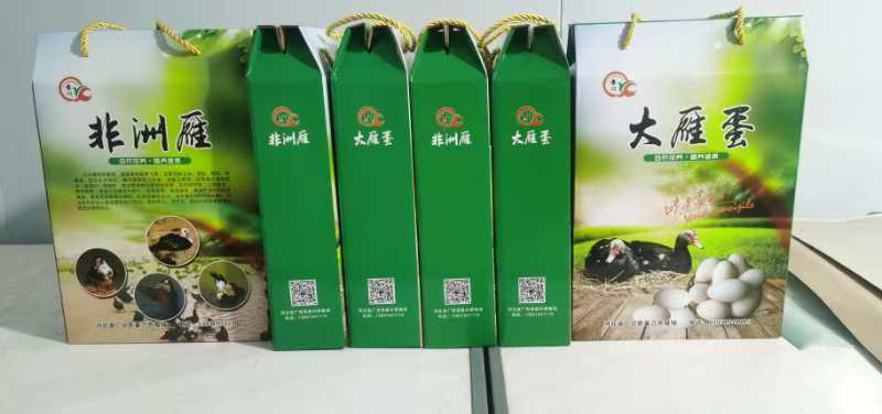 【精选】非洲雁蛋林间散养品质保证一手货源对接电商