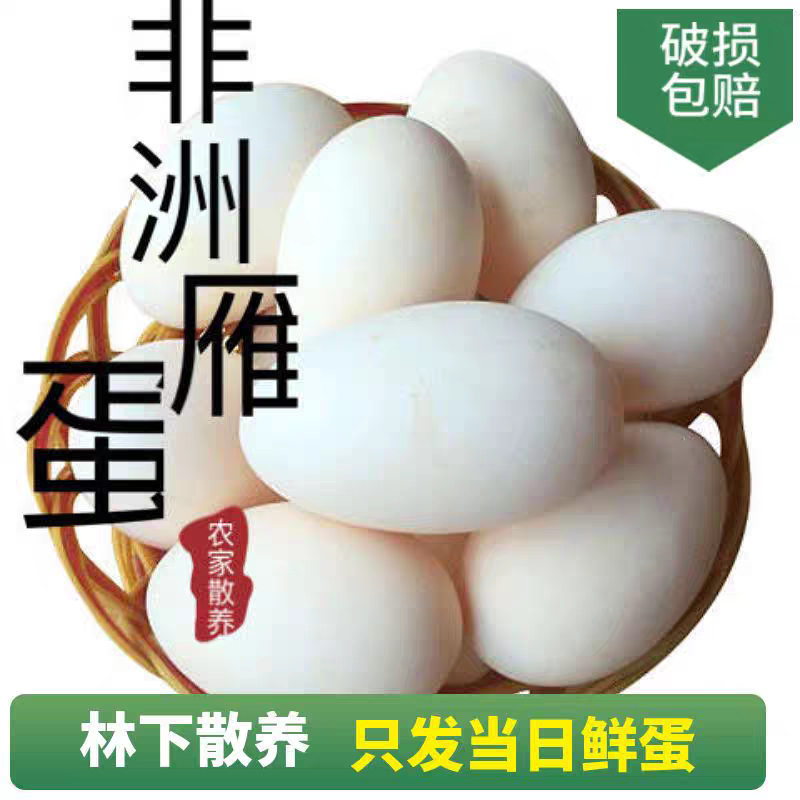 【精选】非洲雁蛋林间散养品质保证一手货源对接电商