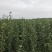 早熟苹果苗嫁接1-5公分苹果树全红免套袋苹果苗