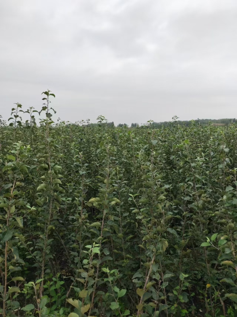 早熟苹果苗嫁接1-5公分苹果树全红免套袋苹果苗