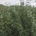 早熟苹果苗嫁接1-5公分苹果树全红免套袋苹果苗