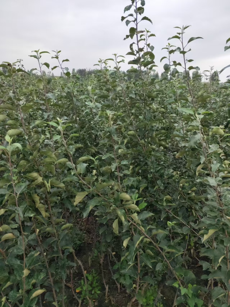 早熟苹果苗嫁接1-5公分苹果树全红免套袋苹果苗