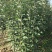 早熟苹果苗嫁接1-5公分苹果树全红免套袋苹果苗