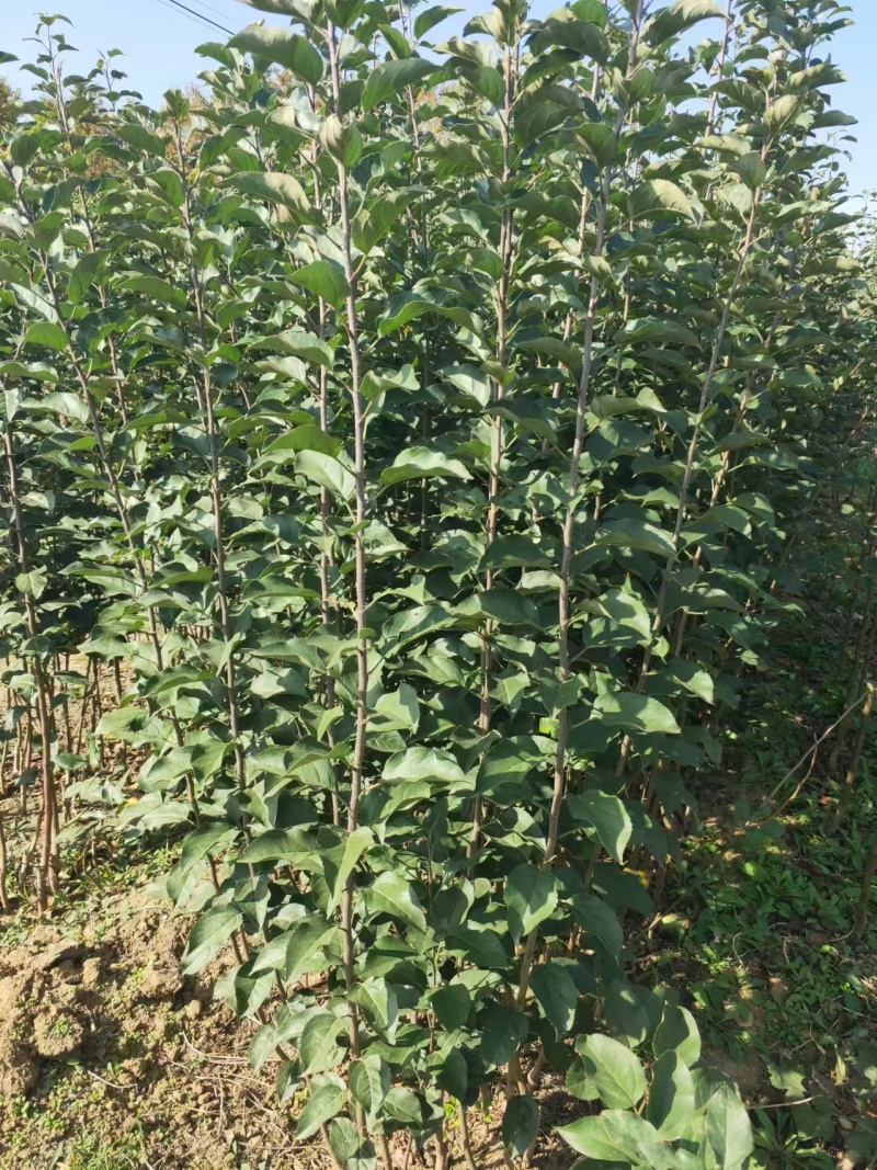 早熟苹果苗嫁接1-5公分苹果树全红免套袋苹果苗