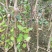 早熟苹果苗嫁接1-5公分苹果树全红免套袋苹果苗