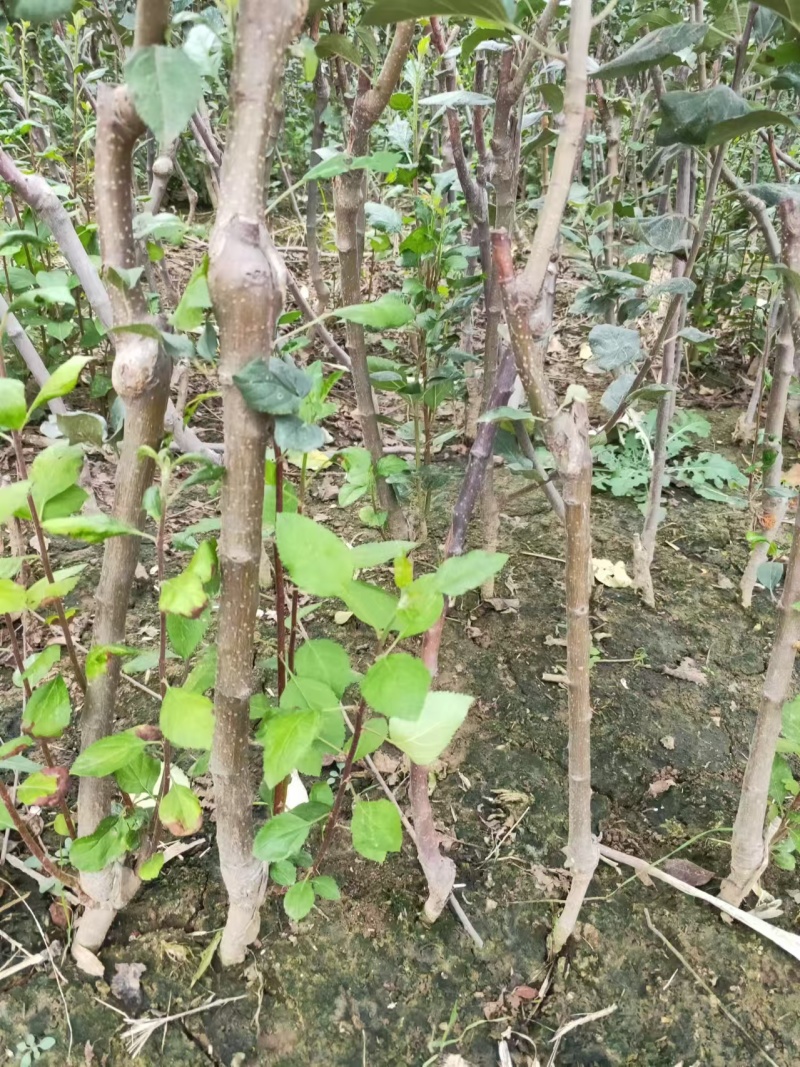 早熟苹果苗嫁接1-5公分苹果树全红免套袋苹果苗