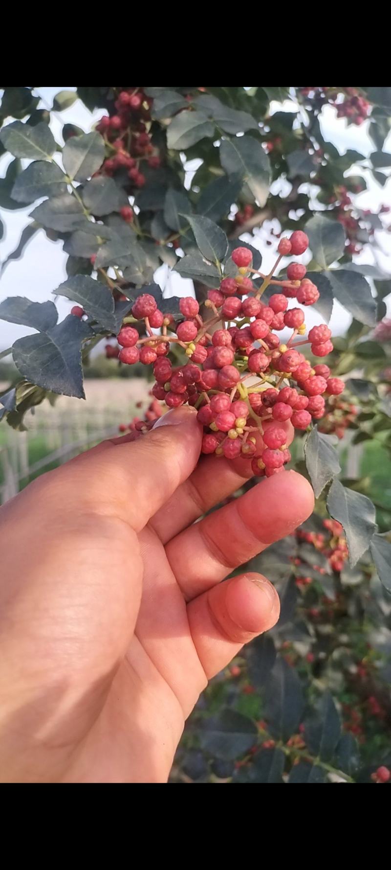 甘肃大红袍花椒，大量有货需要可以联系质量三保干湿都有货，