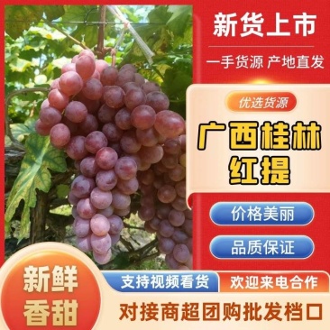广西桂林葡萄红提/千亩果园代发代收代办！