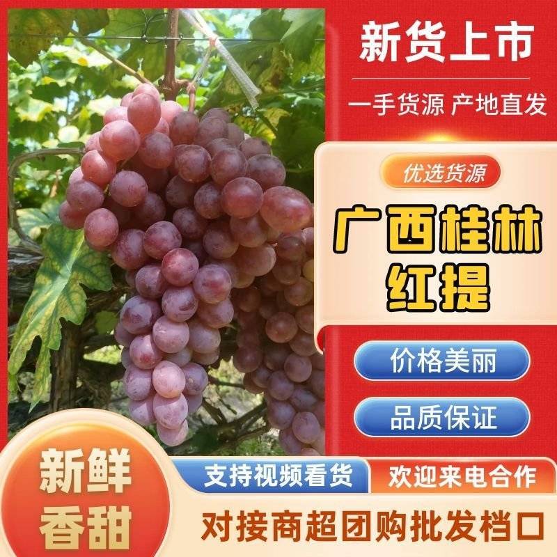 广西桂林葡萄红提/千亩果园代发代收代办！