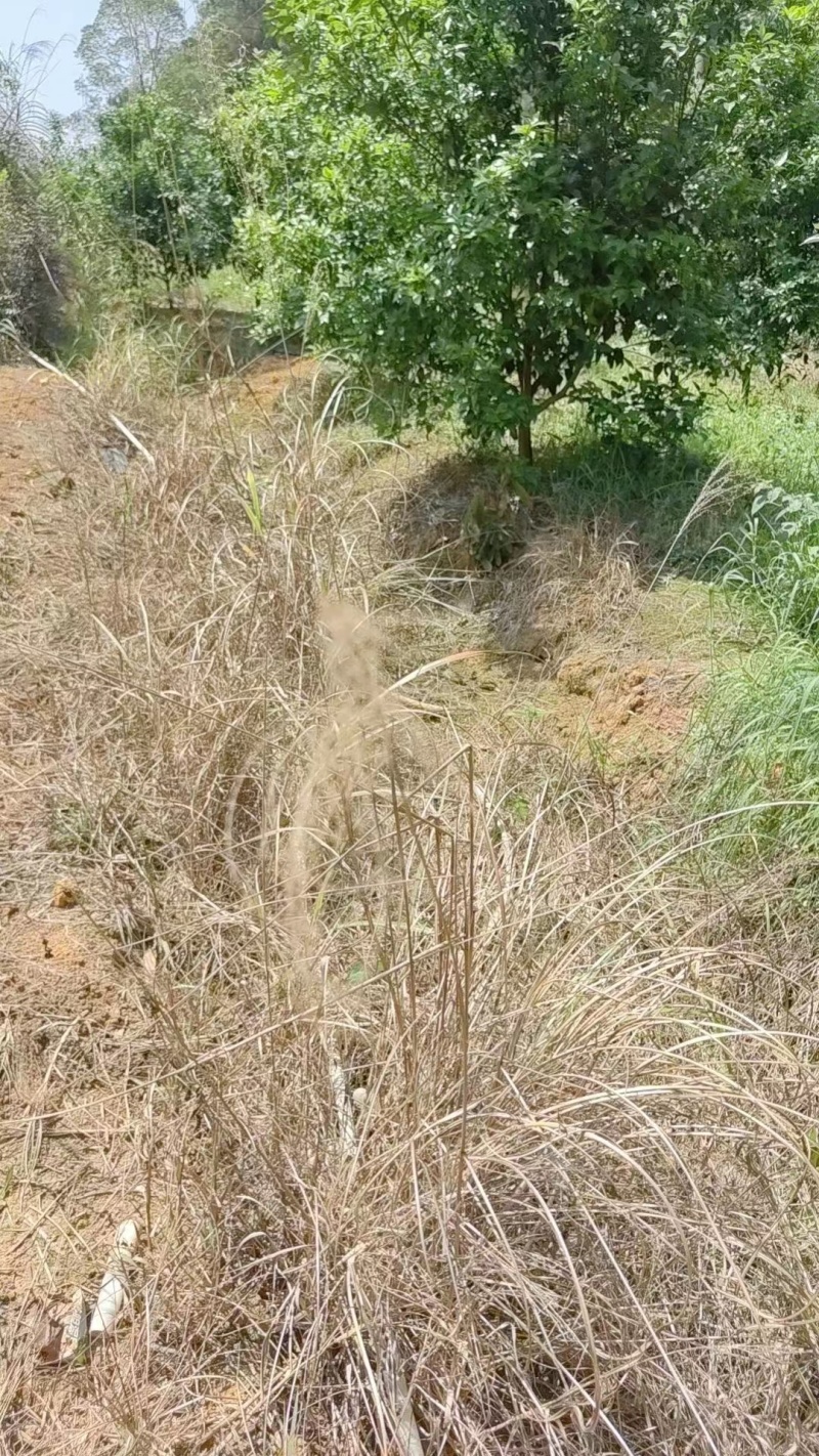 %10草铵膦荒地除草牛筋草小飞蓬农药除草剂可上柜可