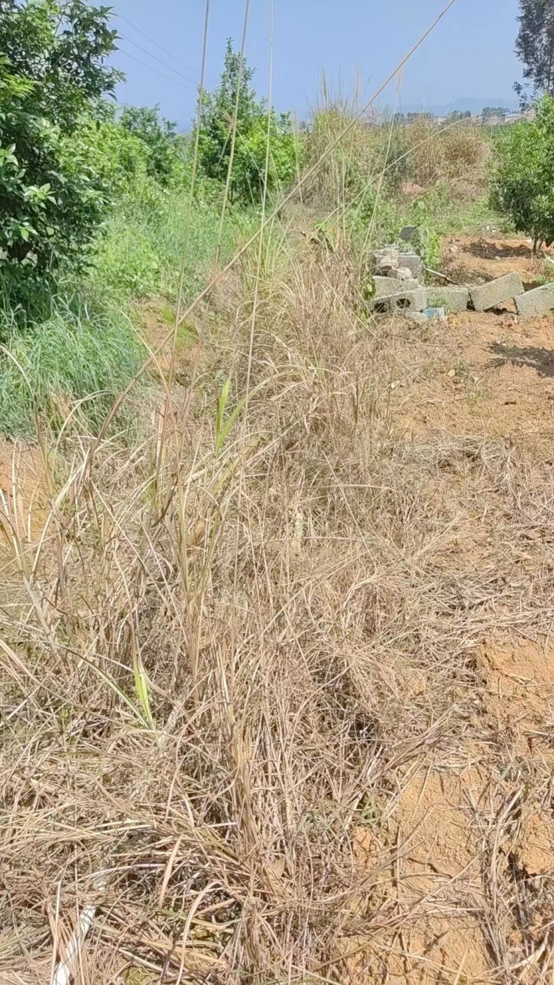 %10草铵膦荒地除草牛筋草小飞蓬农药除草剂可上柜可