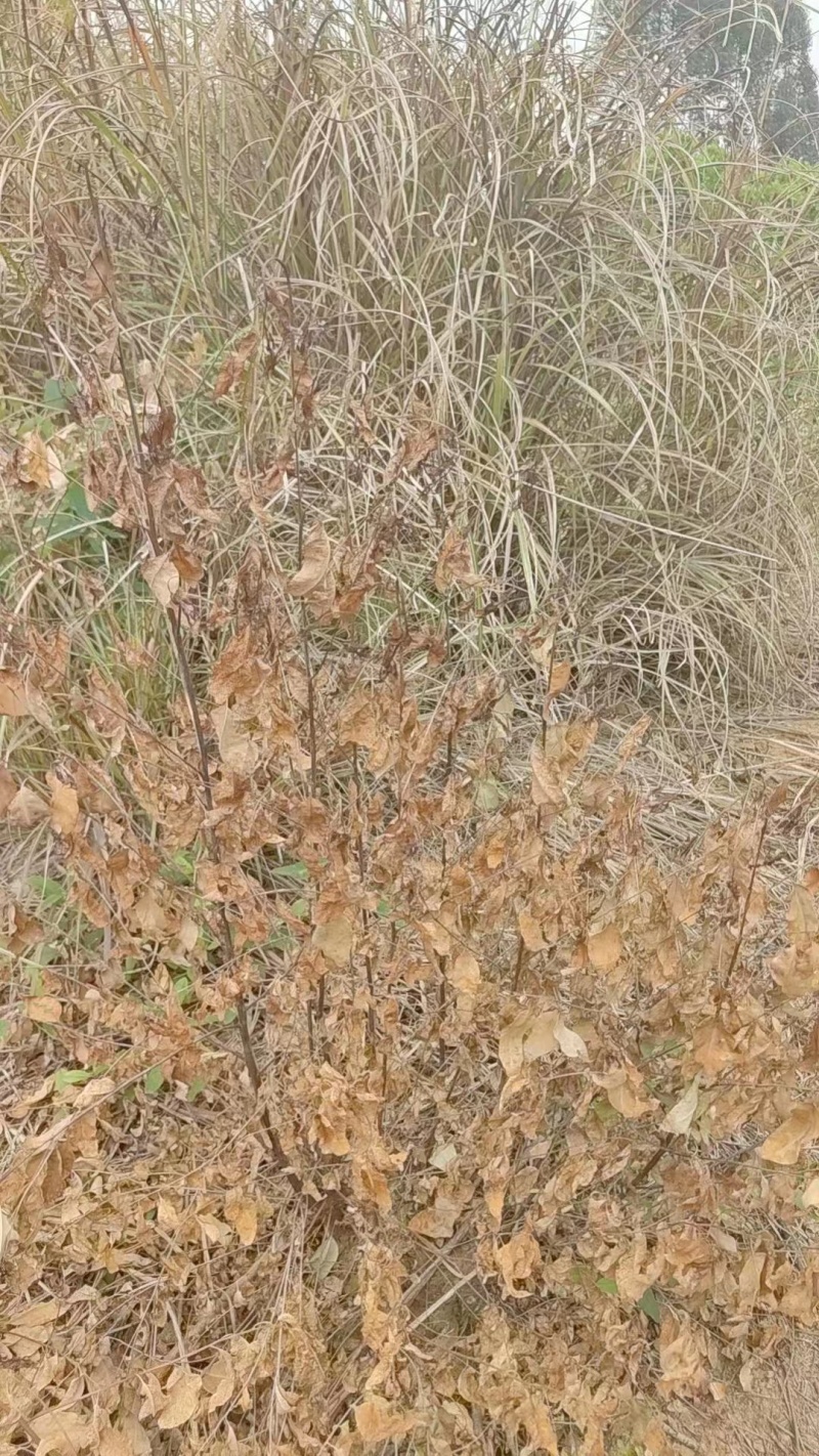 %10草铵膦荒地除草牛筋草小飞蓬农药除草剂可上柜可