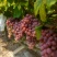 广西桂林葡萄红提/千亩果园代发代收代办！