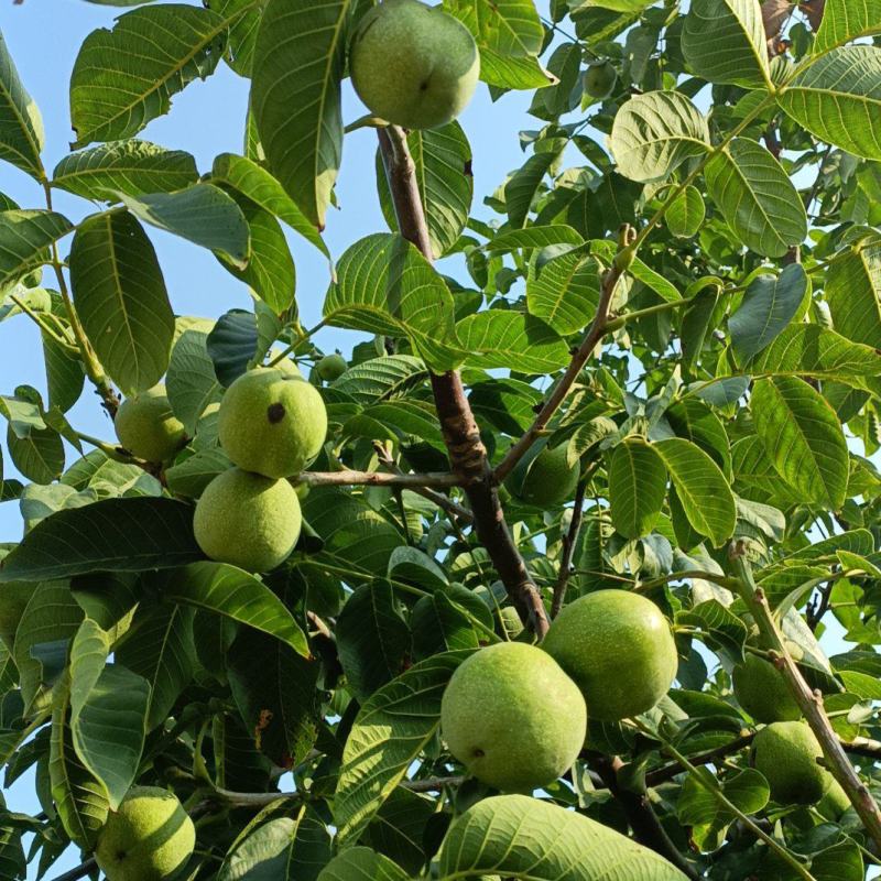 【青皮核桃】河北秦皇岛核桃青皮核桃货量大自家园子一手价