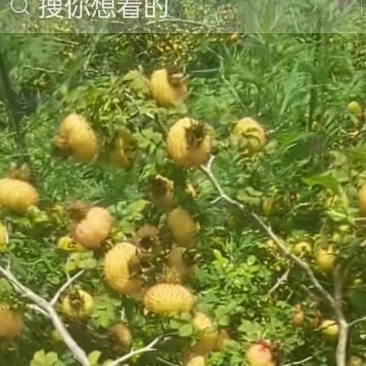 新鲜刺梨，健康美味，**特惠！