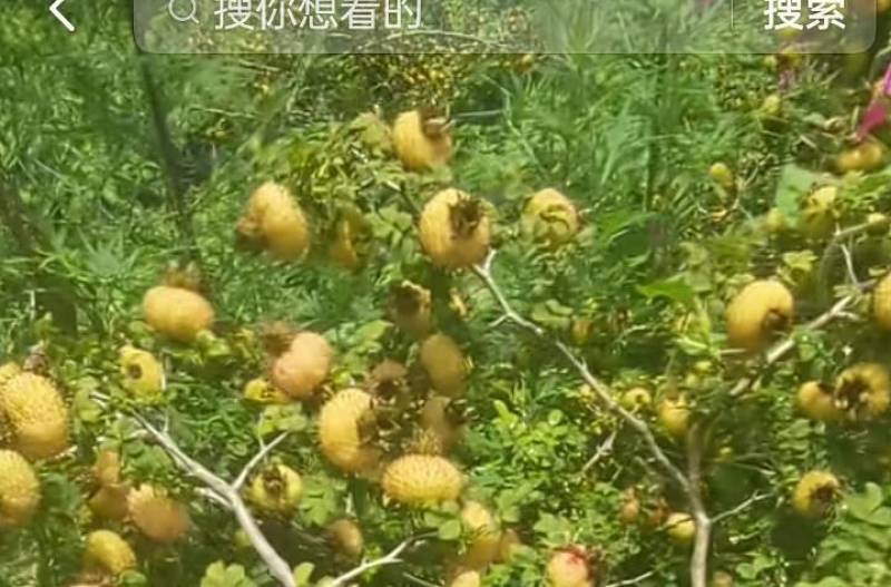 新鲜刺梨，健康美味，**特惠！