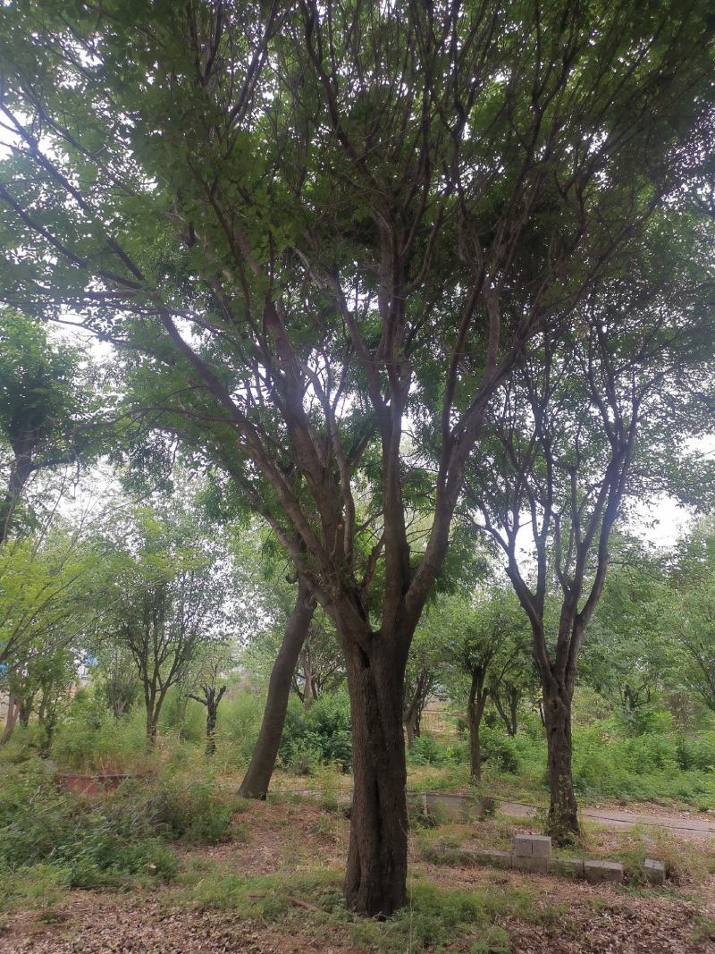 白蜡树：我处现有2棵胸径46公分的白蜡树，分枝点相同