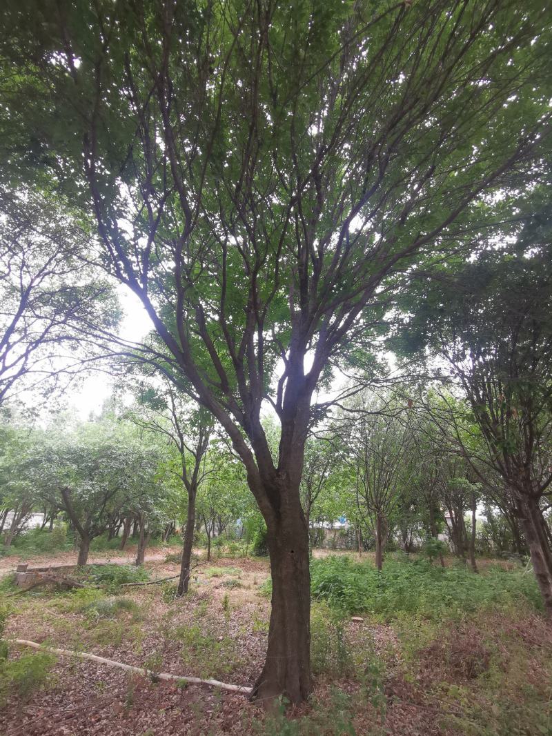 白蜡树：我处现有2棵胸径46公分的白蜡树，分枝点相同