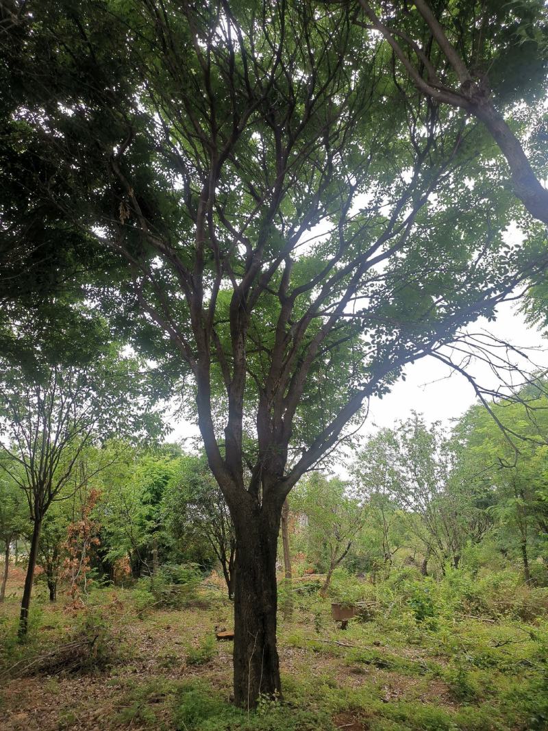 白蜡树：我处现有2棵胸径46公分的白蜡树，分枝点相同