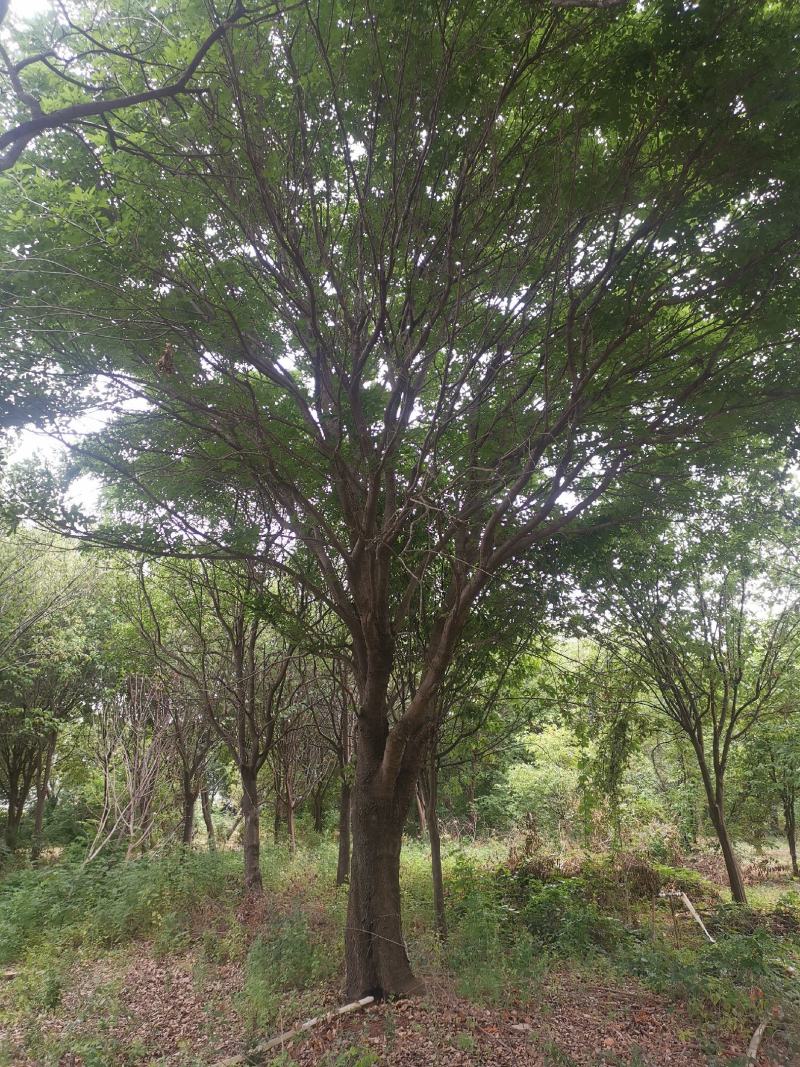白蜡树：我处现有2棵胸径46公分的白蜡树，分枝点相同