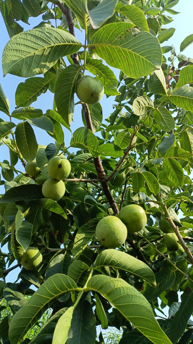 【青皮核桃】河北秦皇岛核桃青皮核桃货量大自家园子一手价