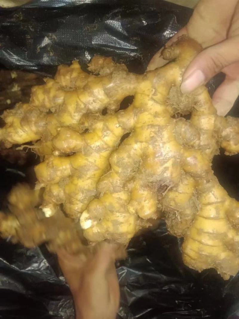 贵州二黄姜量大从优货真价实