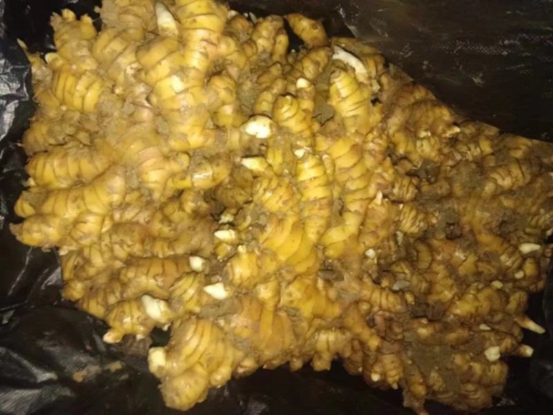 贵州二黄姜量大从优货真价实