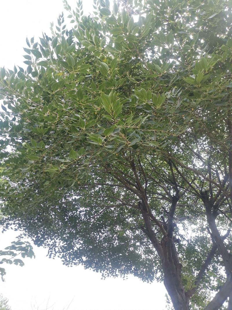 黑檀树